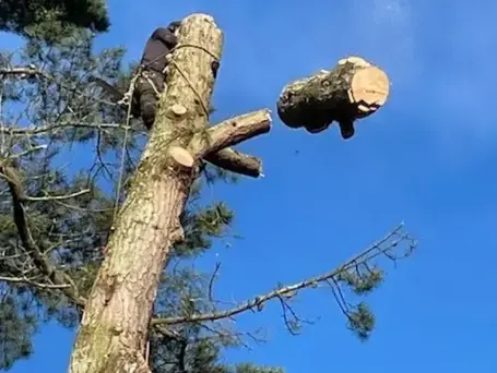 arboriste Dompierre-sur-Yon-1