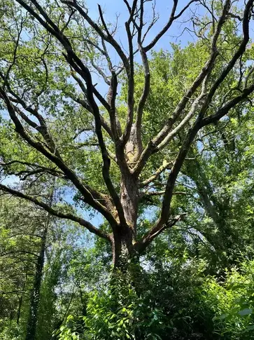 arboriste à Dompierre-sur-Yon - image 2