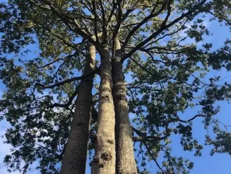 arboriste à Dompierre-sur-Yon - image 3