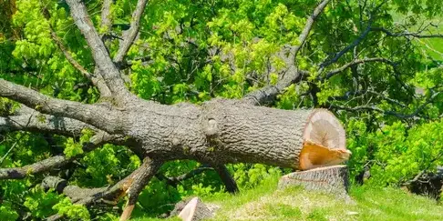 arboriste à Dompierre-sur-Yon - image 4