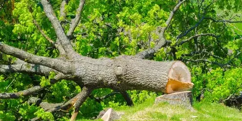 arboriste à Essarts-en-Bocage - image 4