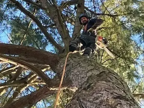 arboriste Essarts-en-Bocage-5