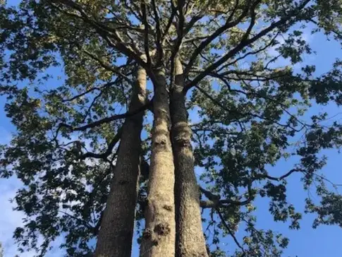 arboriste à La Ferrière - image 2