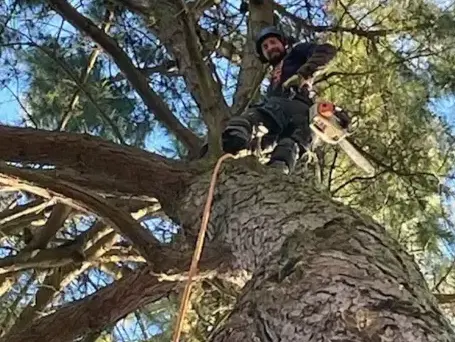 arboriste à La Ferrière - image 3