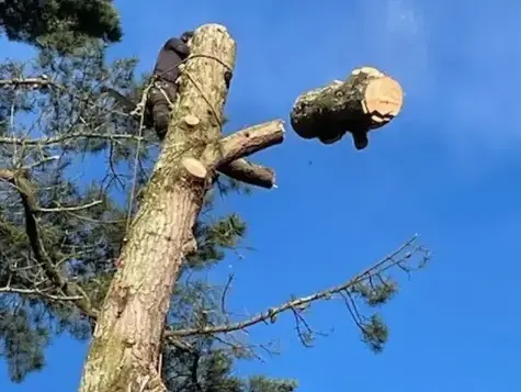 arboriste à La Ferrière - image 4