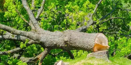 arboriste La Ferrière-5