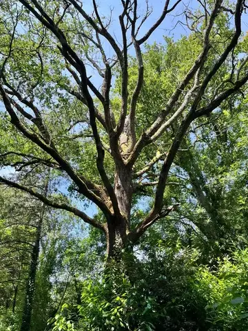 arboriste Le Poiré-sur-Vie-1