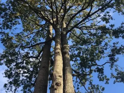 arboriste à Le Poiré-sur-Vie - image 3