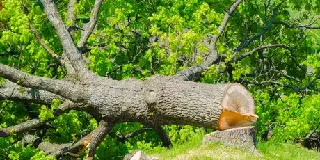 arboriste à Le Poiré-sur-Vie - image 4