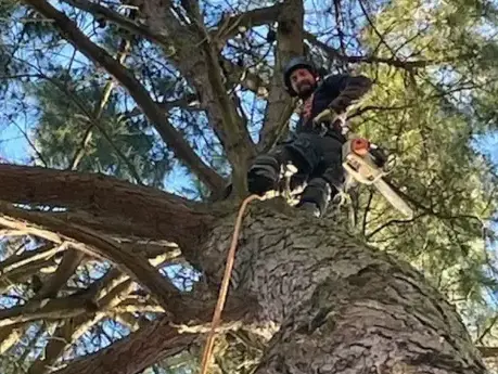 arboriste Le Poiré-sur-Vie-5