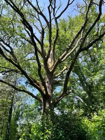 arboriste Les Essarts-1