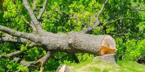 arboriste à Les Essarts - image 2