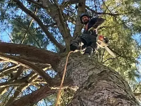 arboriste à Les Essarts - image 3