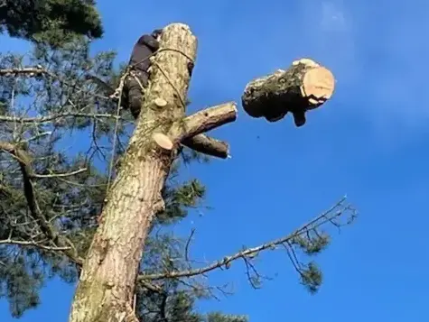 arboriste Les Essarts-5