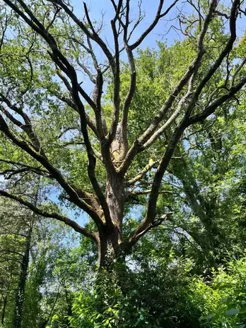 arboriste à Montaigu - image 2