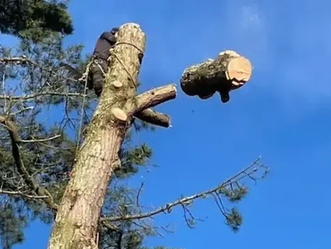 arboriste à Montaigu - image 3