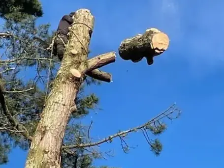 arboriste à Montaigu-Vendée - image 4