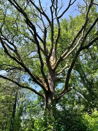 arboriste Saint-Gilles-Croix-de-Vie-1