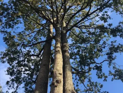arboriste à Saint-Gilles-Croix-de-Vie - image 2