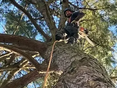 arboriste à Saint-Gilles-Croix-de-Vie - image 3