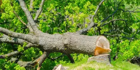 arboriste à Saint-Gilles-Croix-de-Vie - image 4
