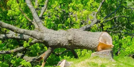 bucheronnage Aizenay-1