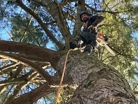 bucheronnage à Aizenay - image 2