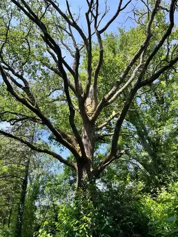 bucheronnage à Aizenay - image 3