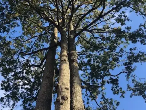 bucheronnage à Bellevigny - image 2