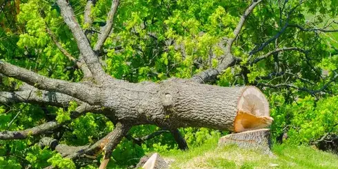 bucheronnage à Bellevigny - image 3