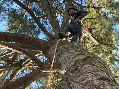 bucheronnage à Bellevigny - image 4
