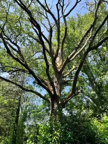 bucheronnage Bellevigny-5