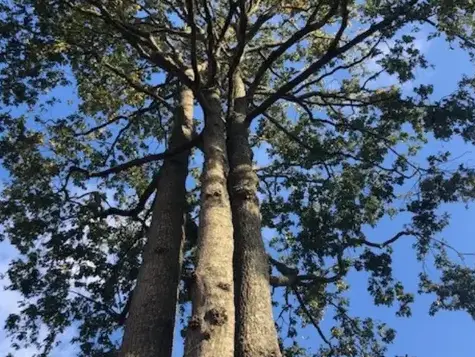 bucheronnage Belleville-sur-Vie-1