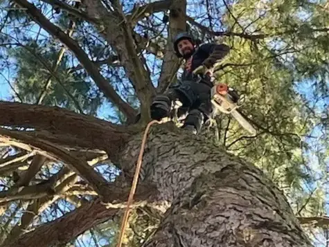 bucheronnage à Belleville-sur-Vie - image 2