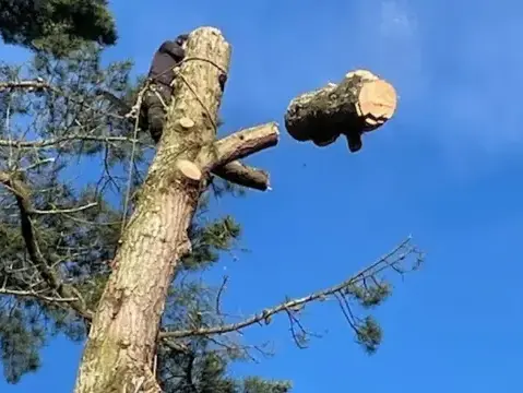 bucheronnage à Belleville-sur-Vie - image 3