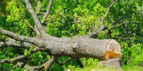 bucheronnage à Belleville-sur-Vie - image 4