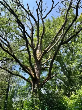 bucheronnage Belleville-sur-Vie-5