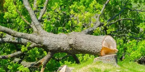 bucheronnage Bretignolles-sur-Mer-1