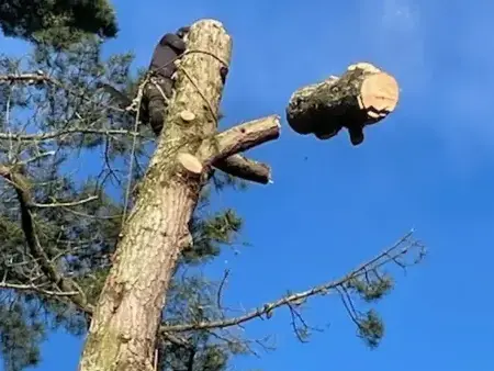 bucheronnage à Bretignolles-sur-Mer - image 2