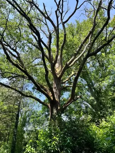 bucheronnage à Bretignolles-sur-Mer - image 3
