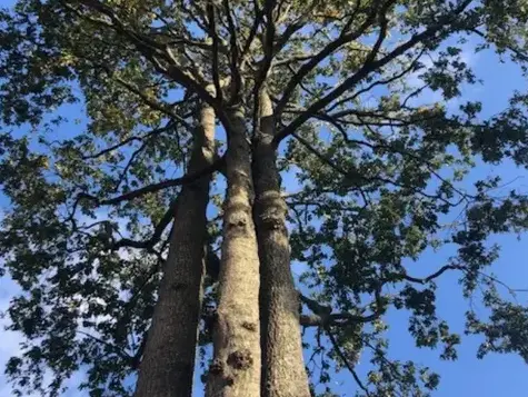 bucheronnage à Bretignolles-sur-Mer - image 4
