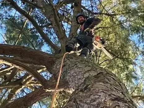 bucheronnage Bretignolles-sur-Mer-5