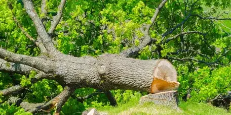 bucheronnage à Dompierre-sur-Yon - image 2