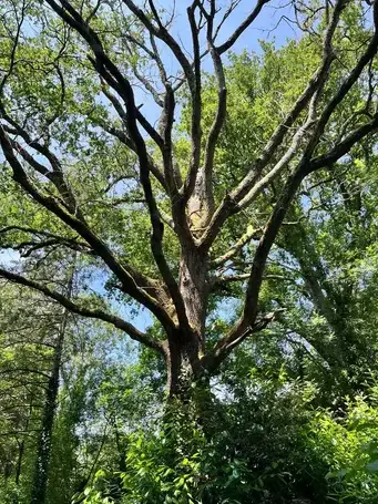 bucheronnage à Dompierre-sur-Yon - image 3