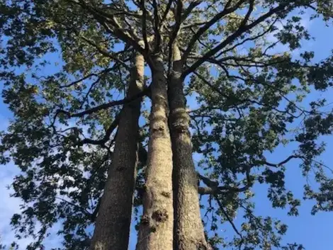 bucheronnage à Dompierre-sur-Yon - image 4