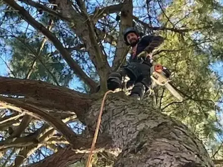 bucheronnage Dompierre-sur-Yon-5