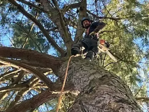 bucheronnage à Essarts-en-Bocage - image 2