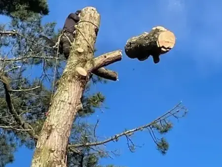 bucheronnage Essarts-en-Bocage-5