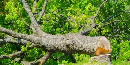 bucheronnage à La Ferrière - image 2