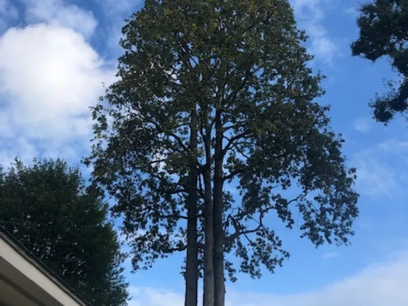 bucheronnage la ferriere